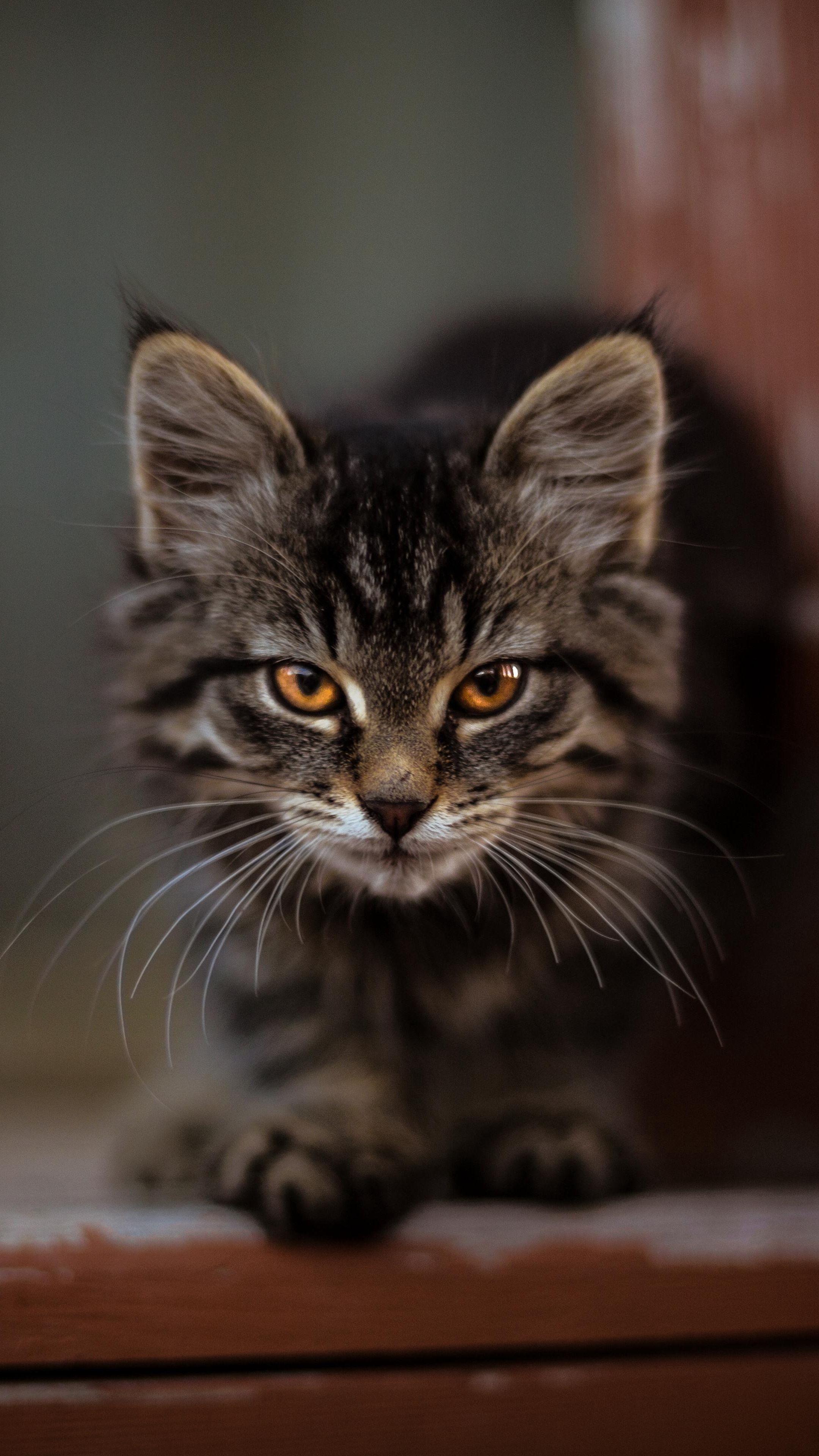 2160x3840 Cute fluffy kitten. Silver tabby cat, Pretty cats, Cats