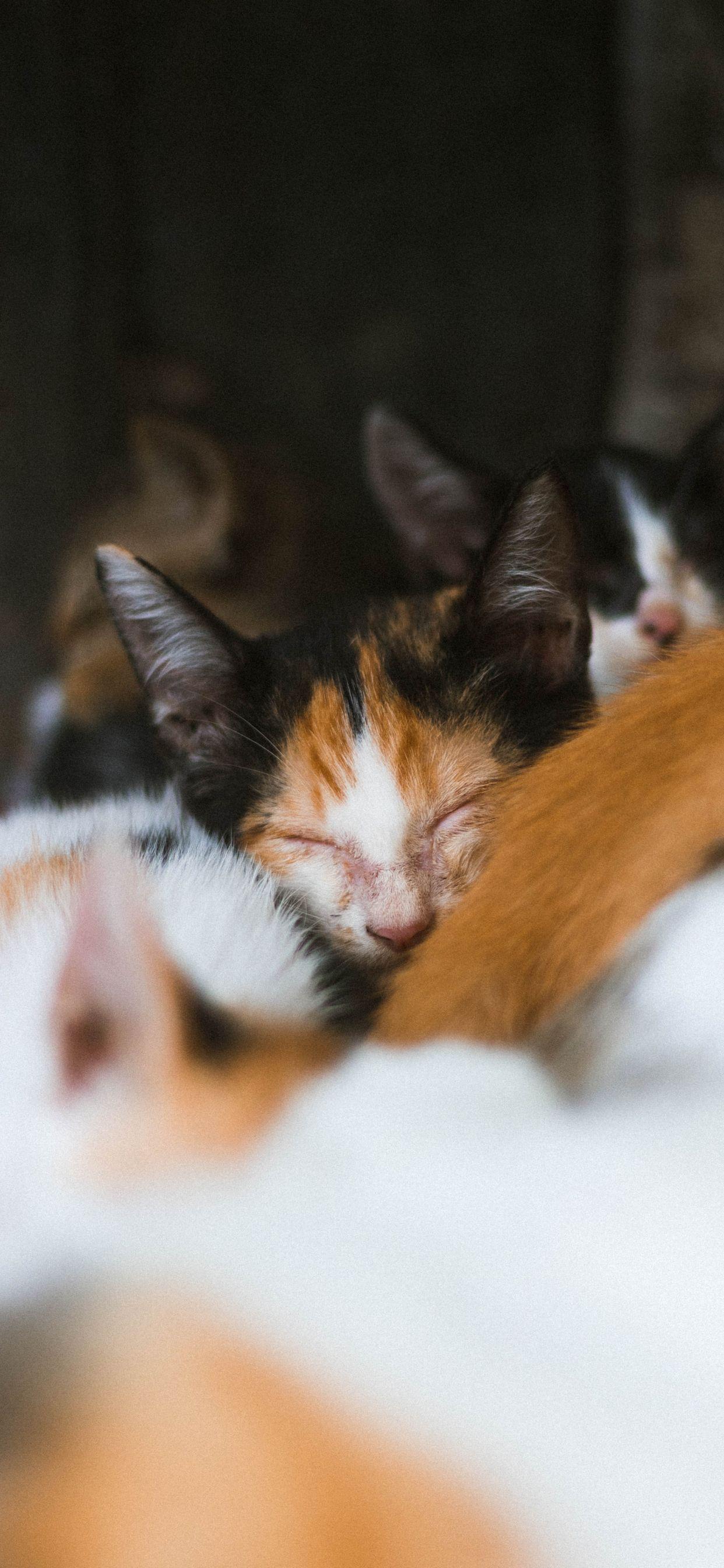 1242x2688 Cute Cat Wallpaper For Your Phone T Shirt Store In 2020