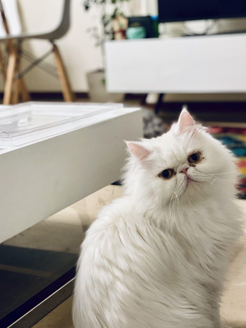1000x1333 Persian Cat Picture. Download Free Image