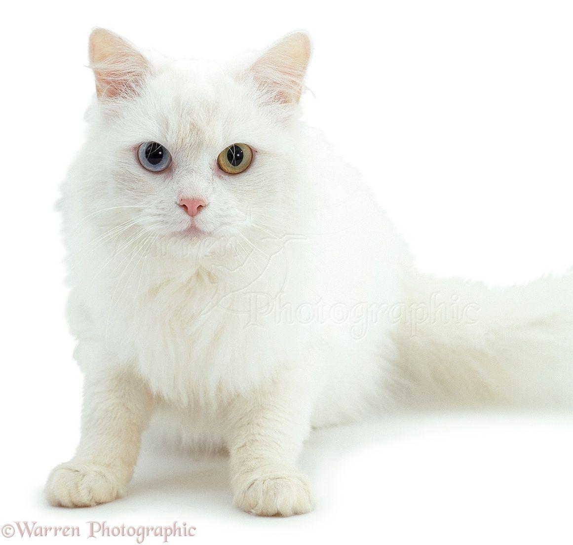 1161x1104 Free download Pics Photo White Cat Photograph [1161x1104]