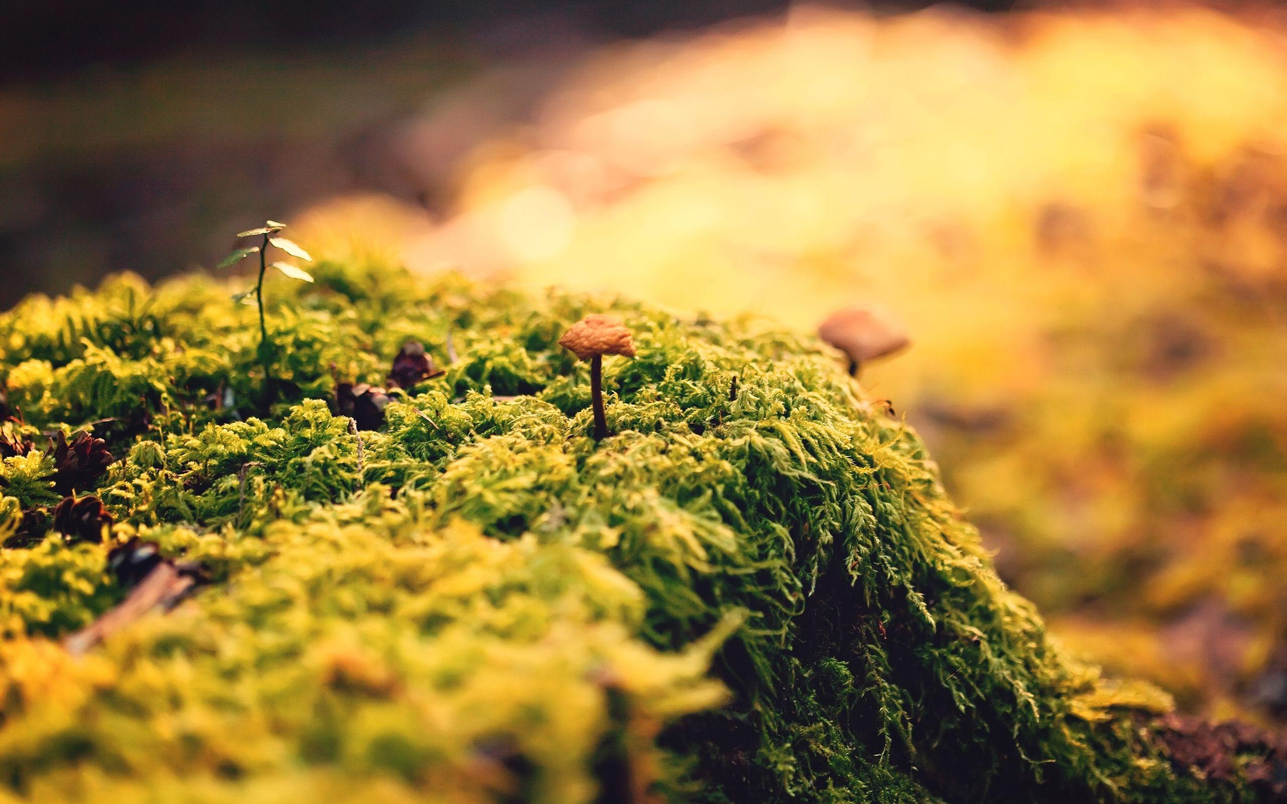 2560x1600 Best moss Mac Wallpaper Free HD Download