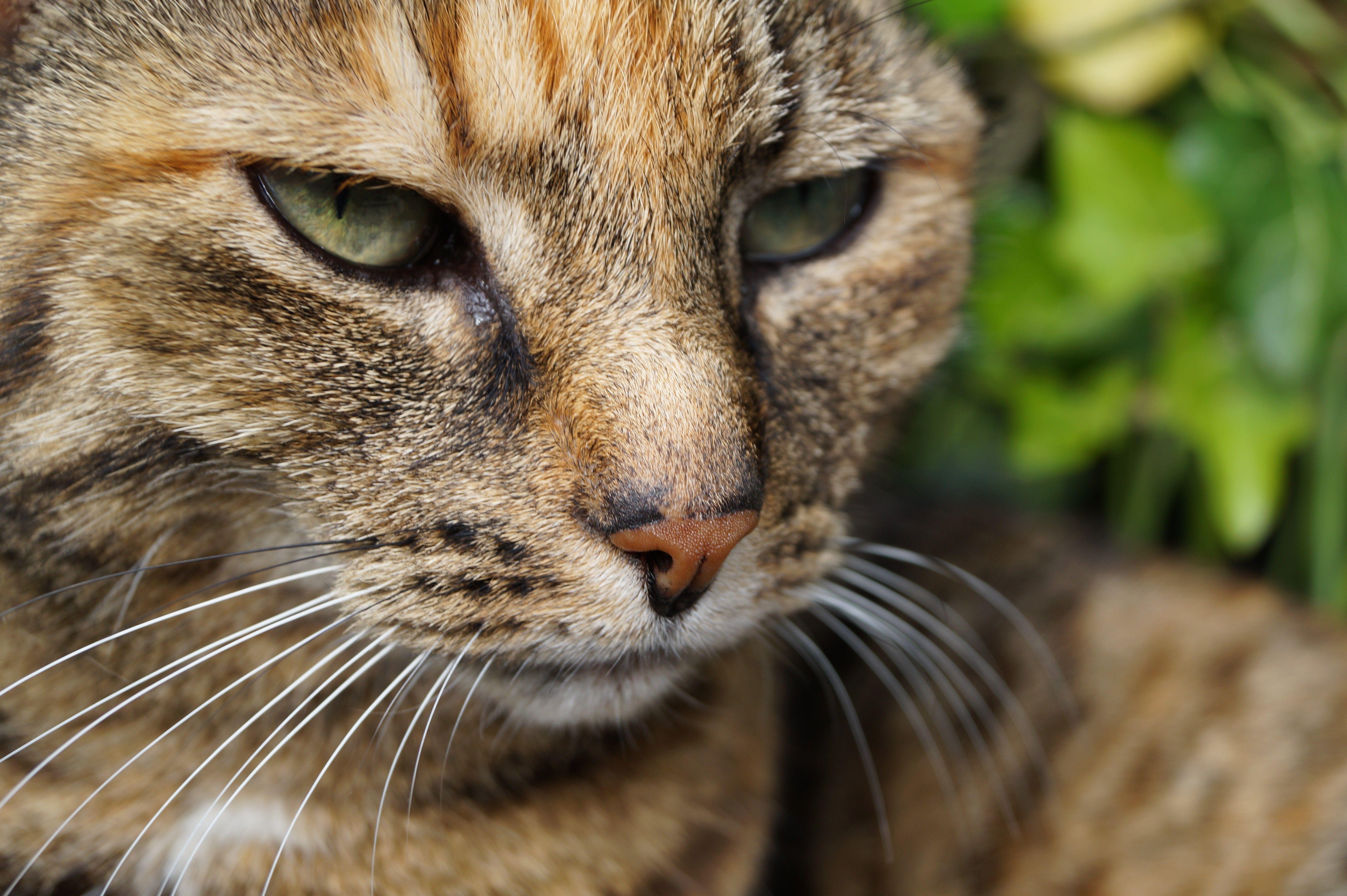 5456x3632 cat photography photogenic Wallpaper HD / Desktop and Mobile