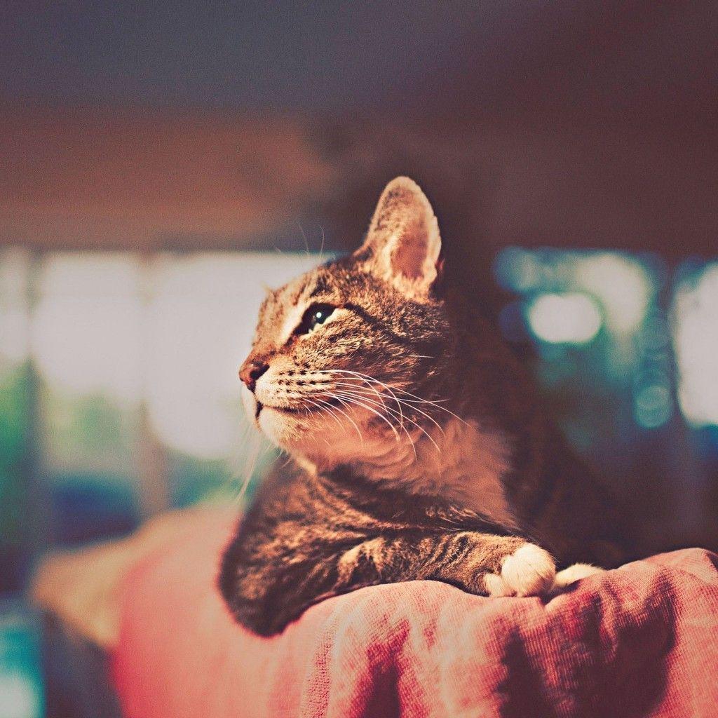 1024x1024 Dreamy Cat Warm Colors #iPad #Wallpaper HD. Animals, Cat