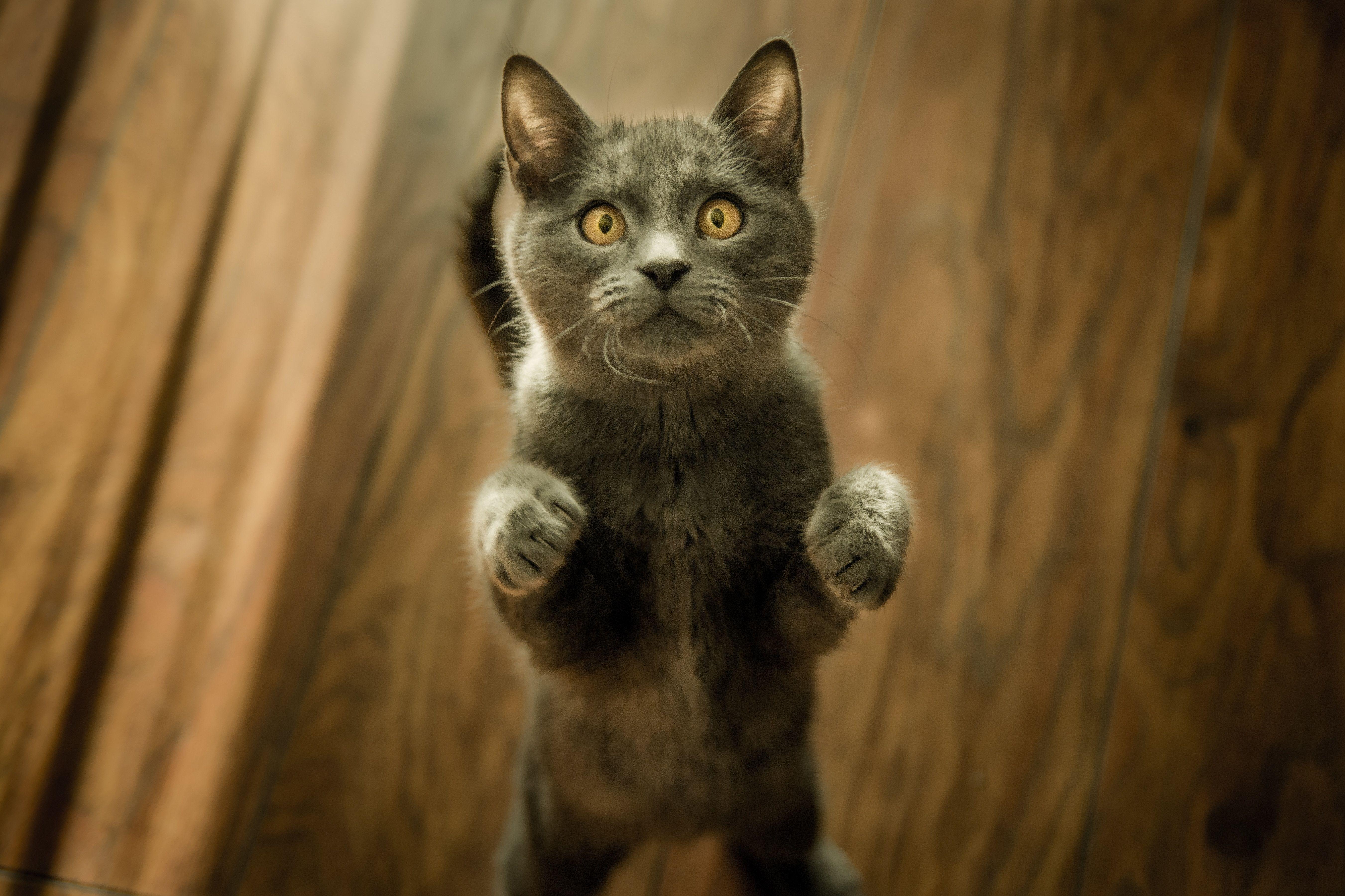 5403x3602 5403x3602 #kerber, #feline, #wallpaper, #standing, #kitty