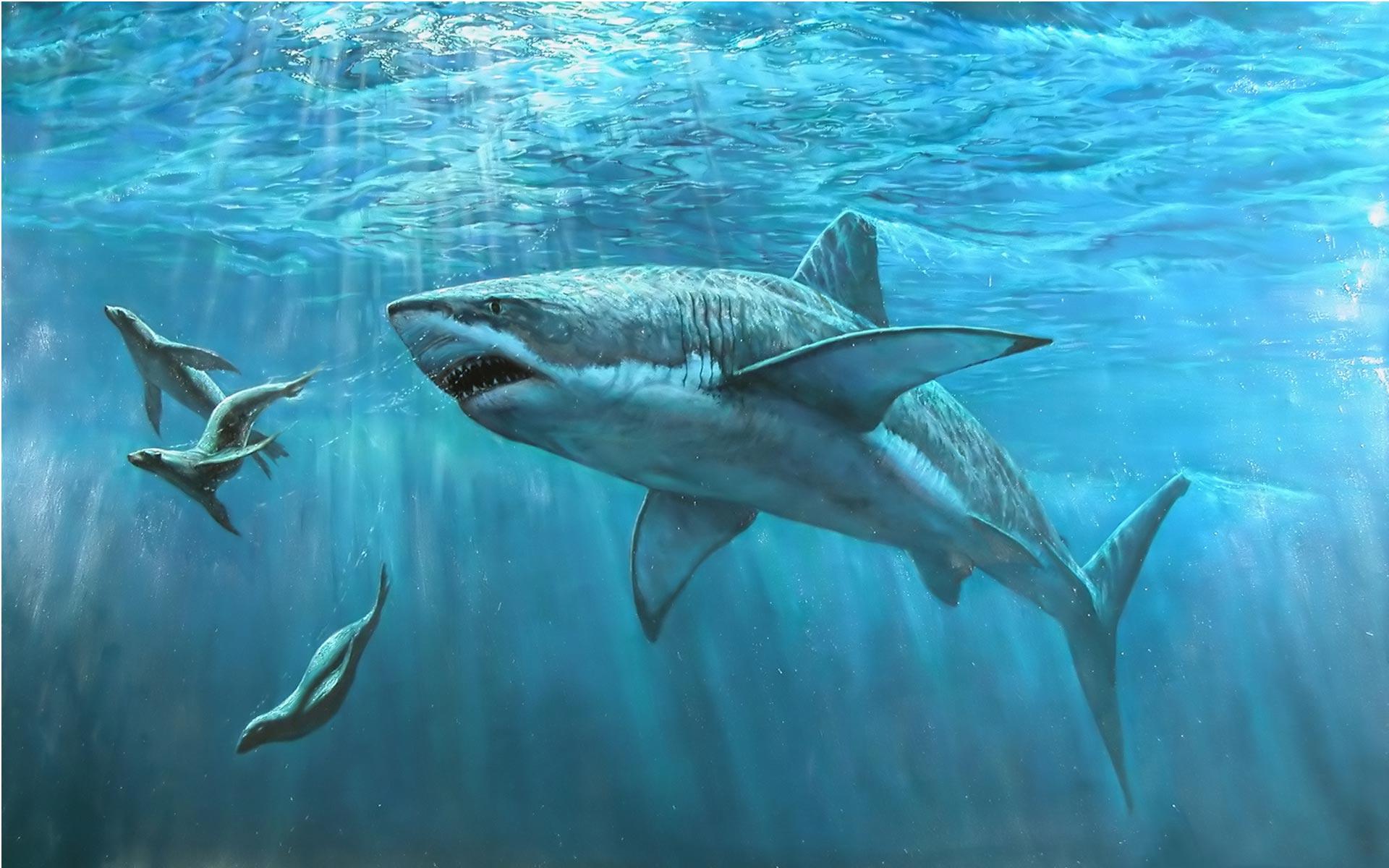 Megalodon Shark Wallpapers - Top Free Megalodon Shark Backgrounds ...
