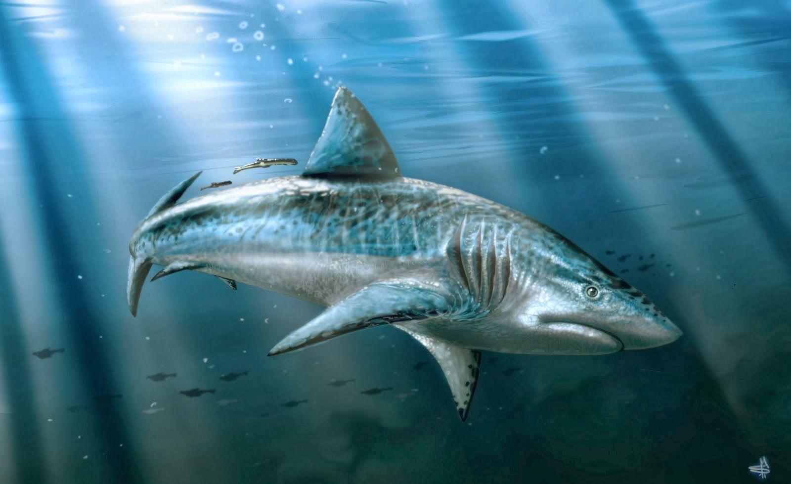 1600x979 HD Wall Wallpaper: Carcharodon Megalodon Shark HD Wall Wallpaper