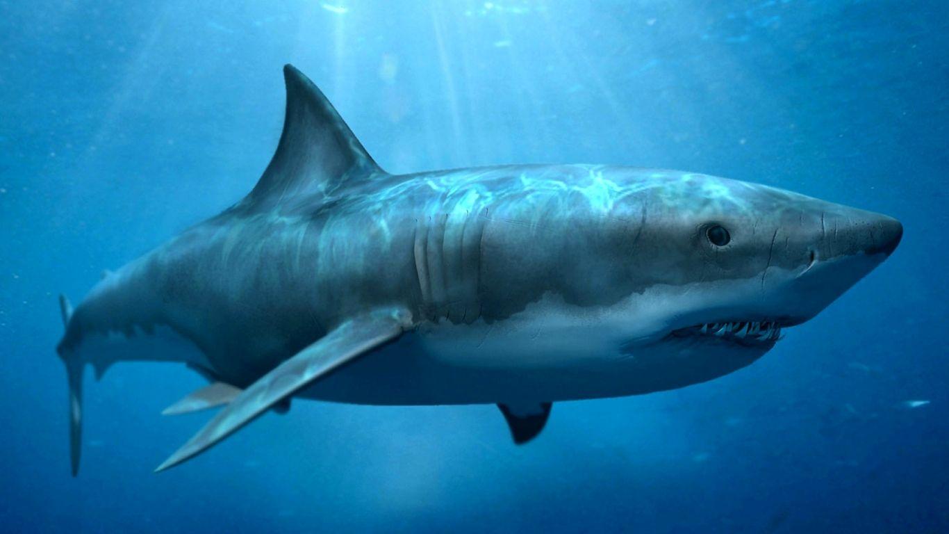 1366x768 Megalodon