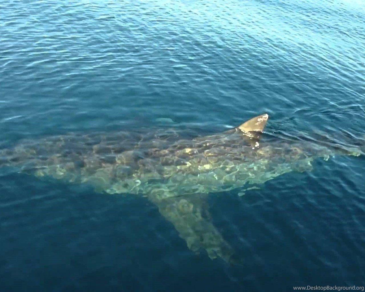 1280x1024 Megalodon Shark Compared To Great White Wallpaper. Desktop Background