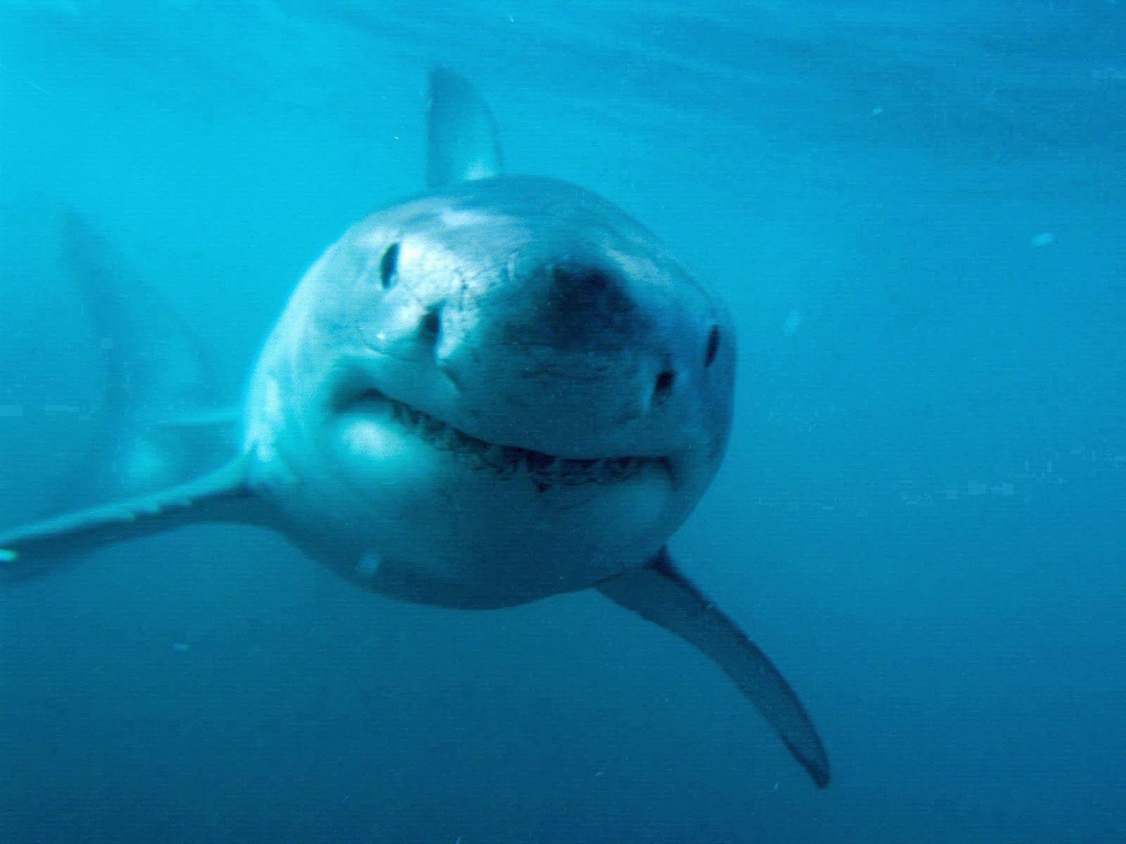 1600x1200 HD Wall Wallpaper: Amazing Megalodon Shark Normal Desktop HD Wall