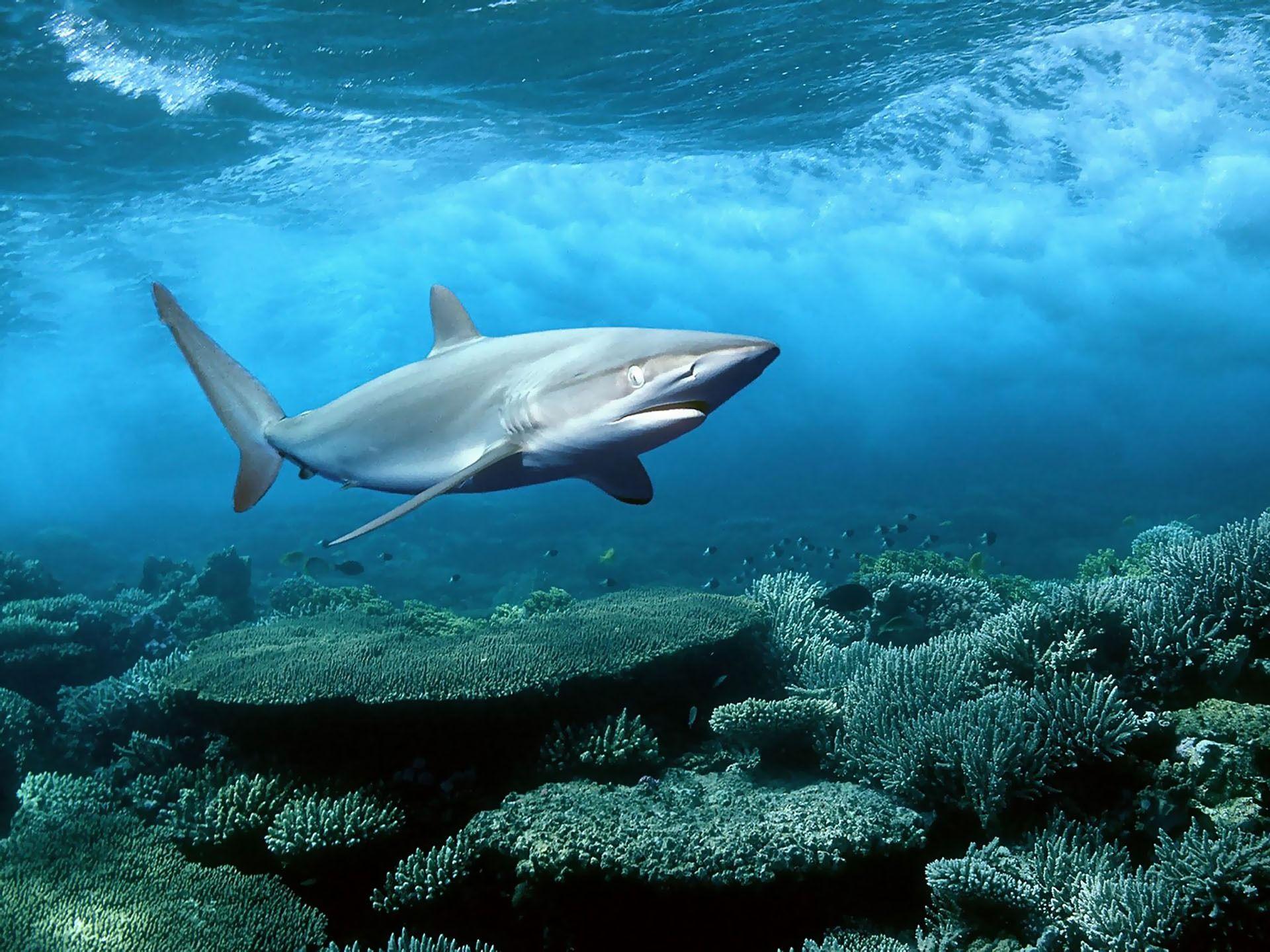 1920x1440 Shark s wallpaperx1440