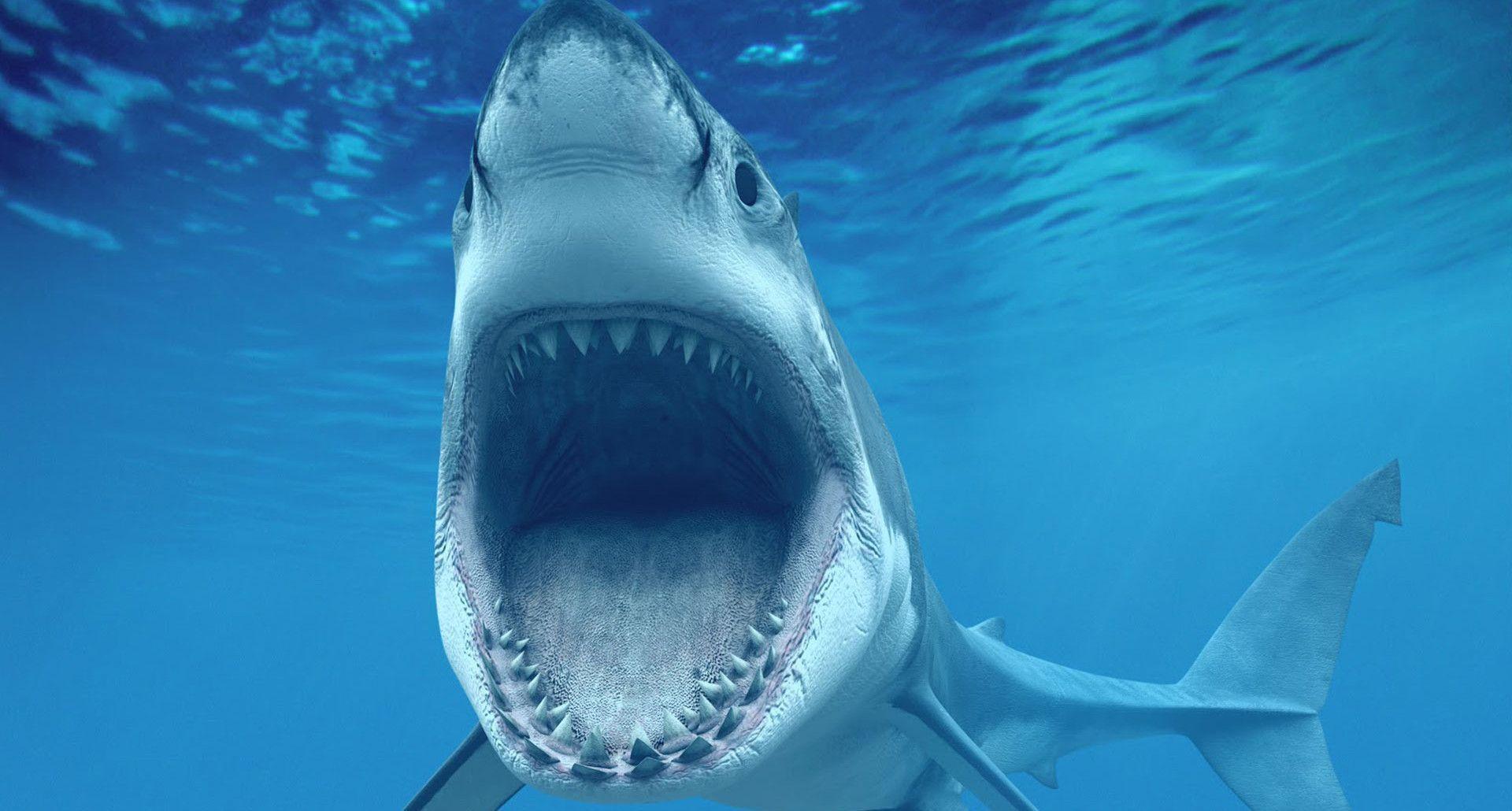 1920x1030 Eyal Nerya Nissan adlı kullanıcının White Sharks panosundaki