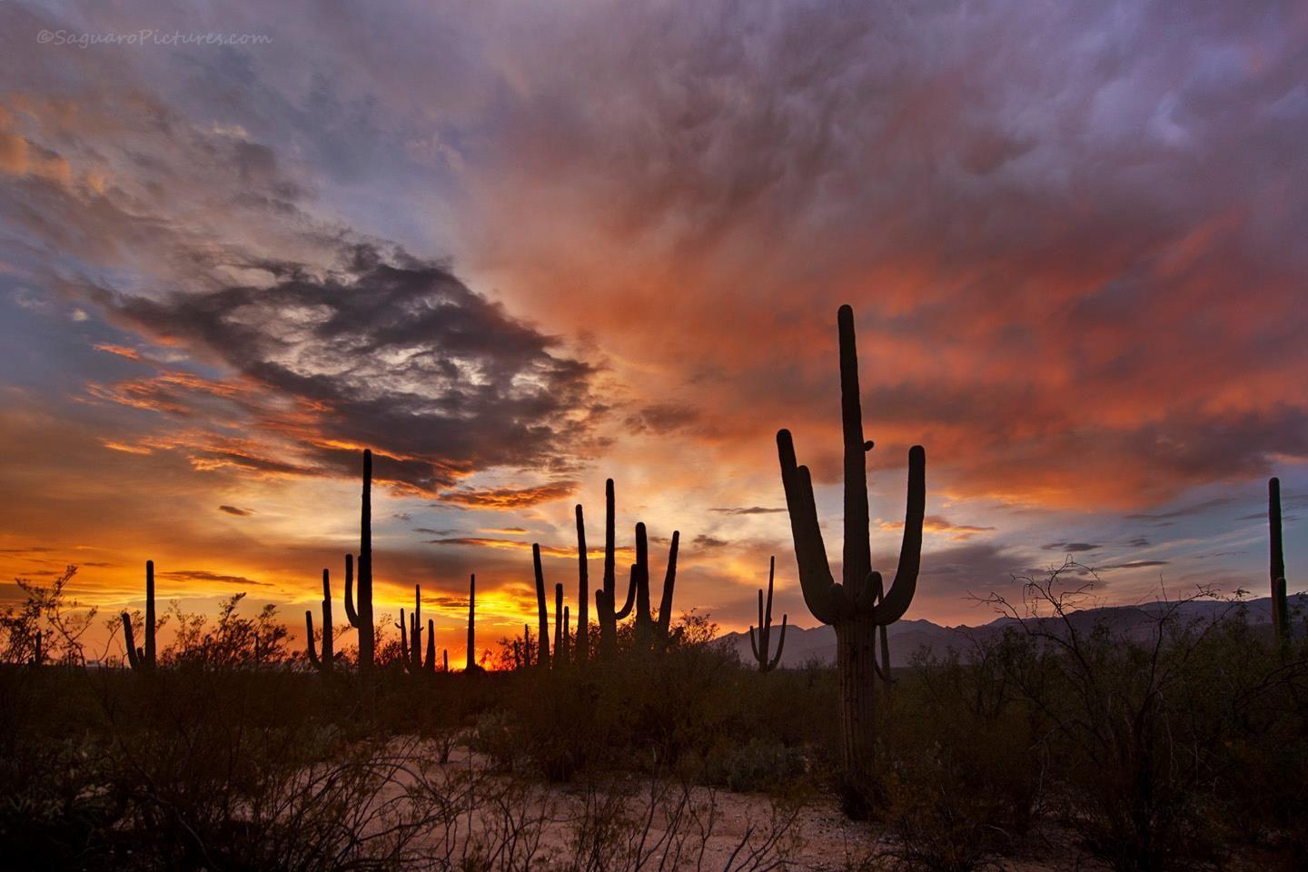 Tucson Sunset Wallpapers - Top Free Tucson Sunset Backgrounds ...