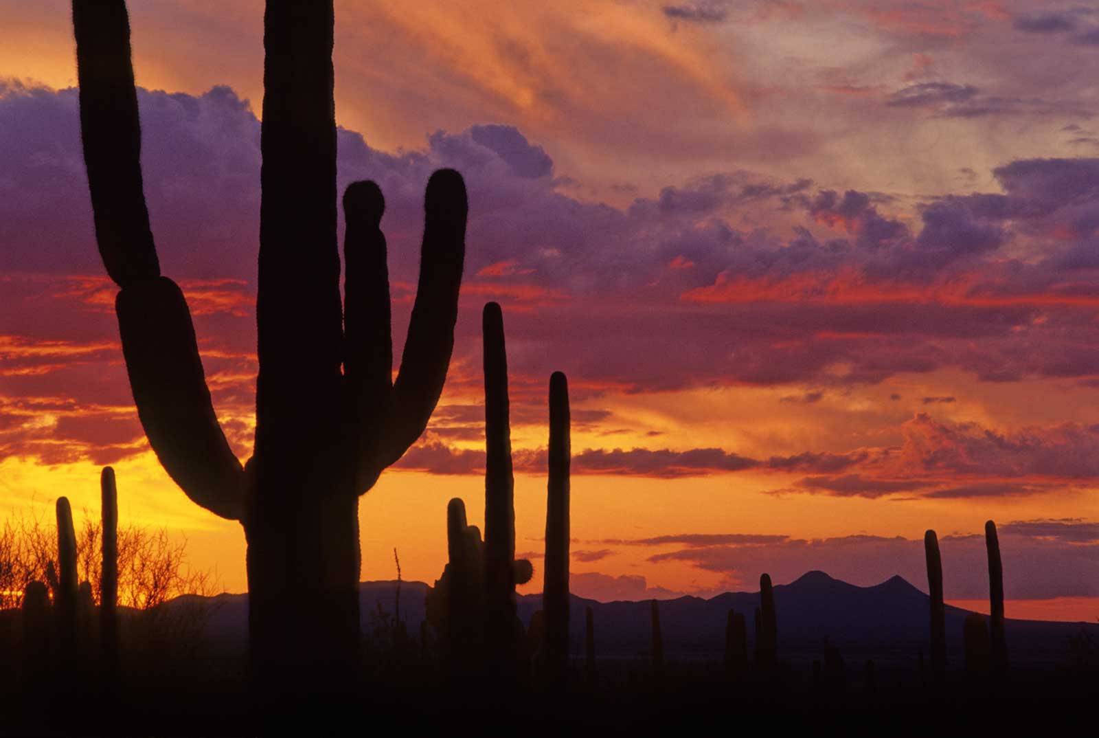 1600x1074 Saguaro Sunset