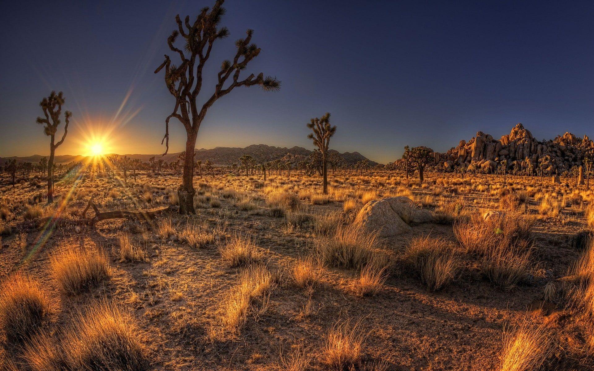 1920x1200 trees #desert #Arizona #nature #USA P #wallpaper #hdwallpaper