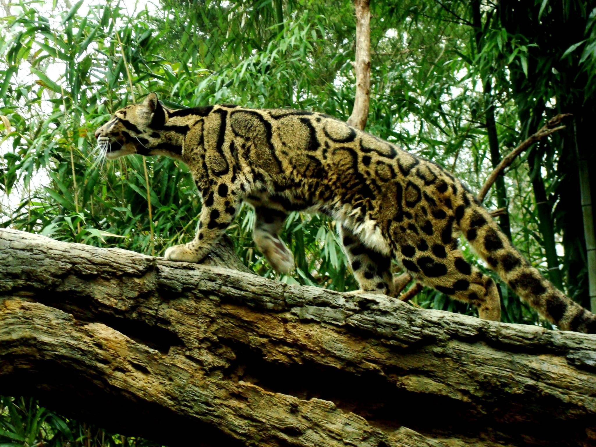 2048x1536 Clouded Leopard Wallpaper Gallery. Clouded leopard, Leopard picture, Leopard wallpaper