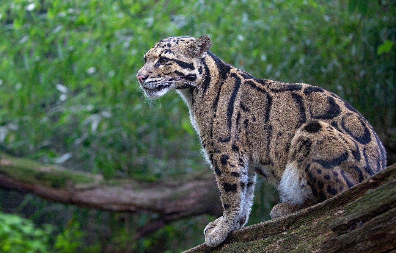 1332x850 Wallpaper leopard, profile, log, sitting, clouded leopard image for desktop, section кошки