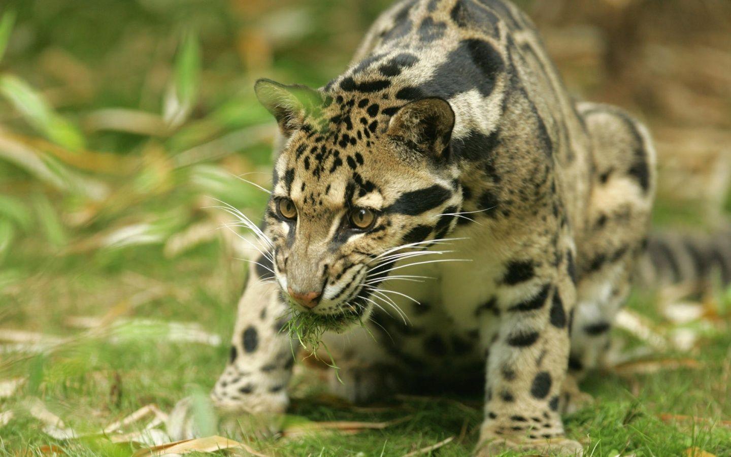 1440x900 wild animal picture. wild animal wallpaper. Animals, Clouded leopard, Wild animals picture