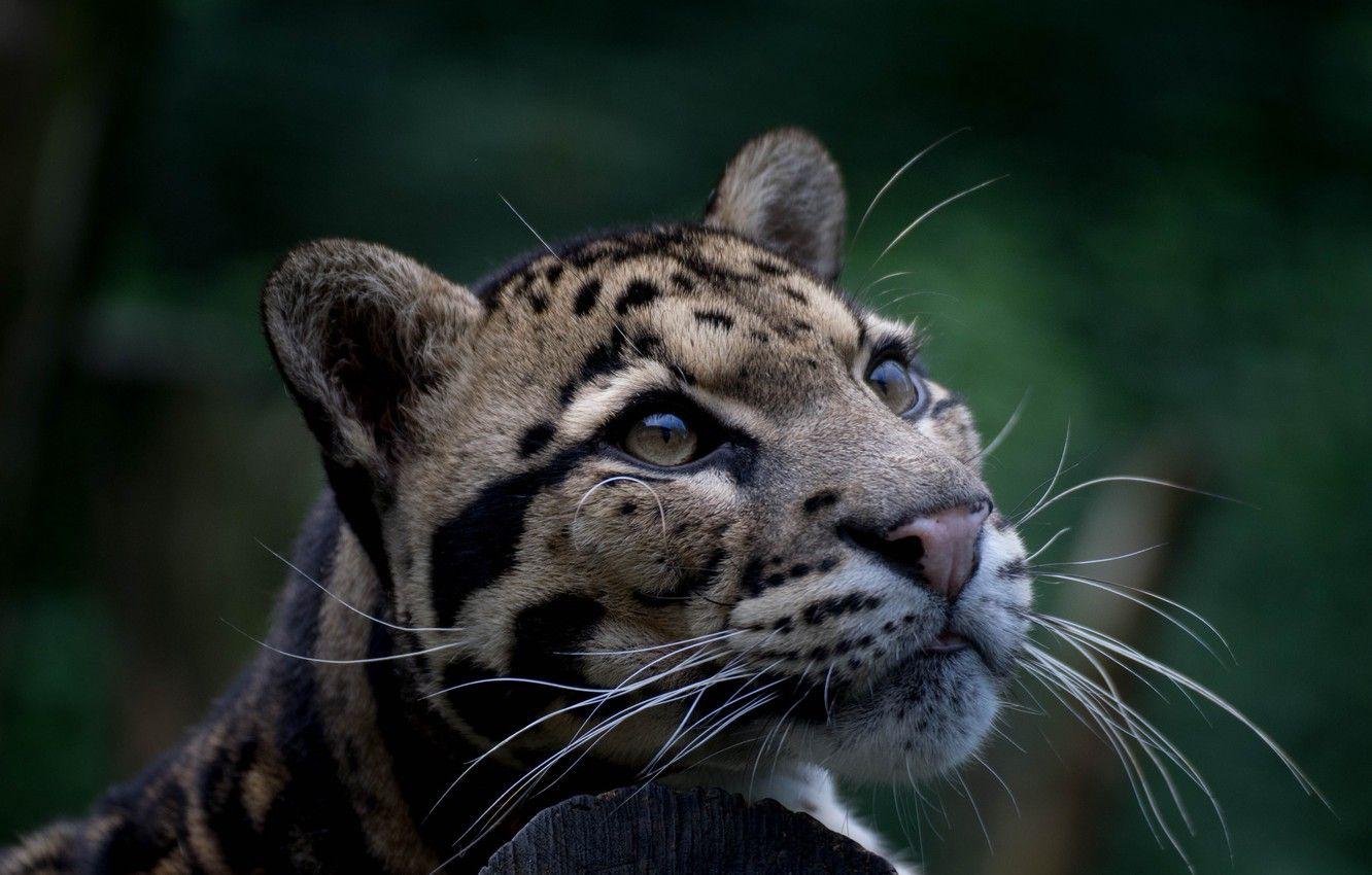 1332x850 Wallpaper look, predator, color, wild cat, clouded leopard image for desktop, section кошки