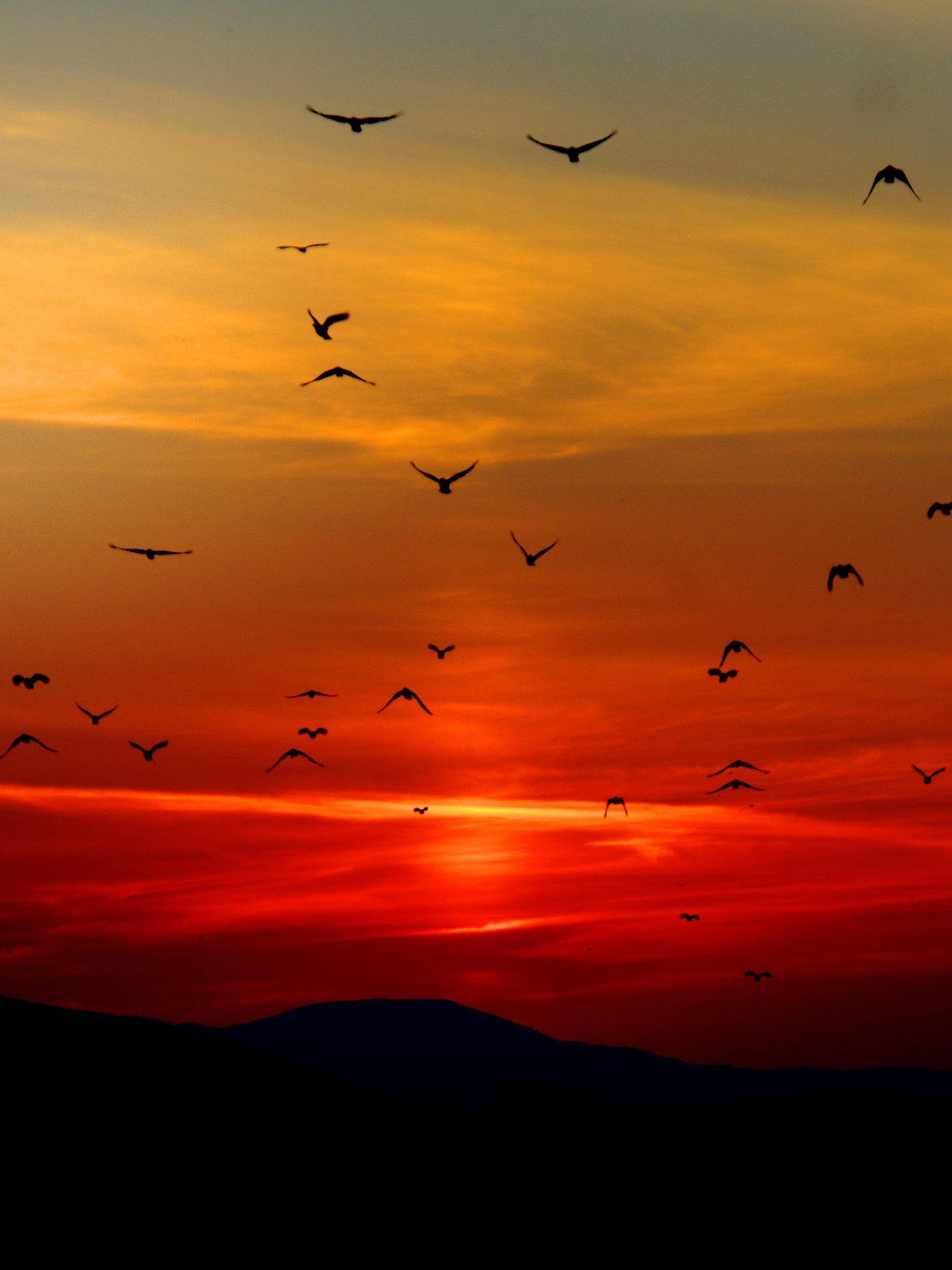 2048x2732 Sunset Wallpaper Phone HD