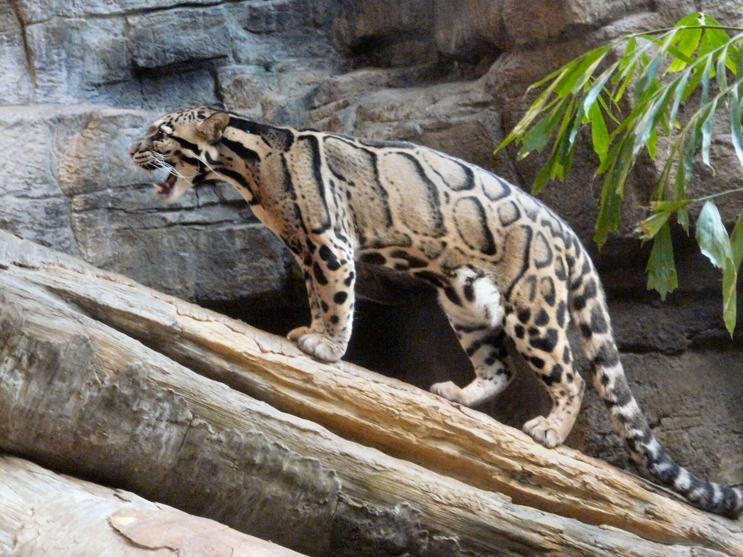 2560x1920 Clouded Leopard Log Leopards wallpaper