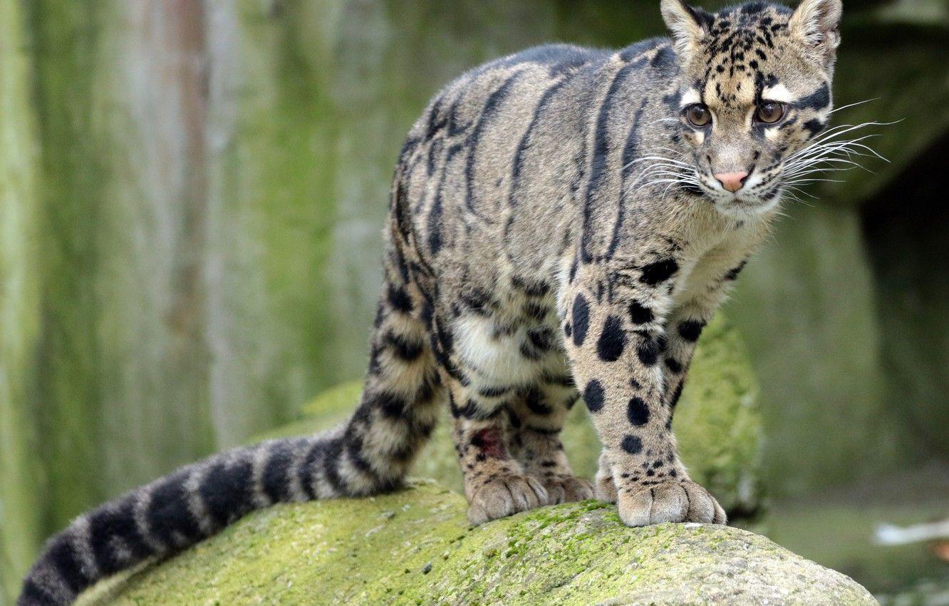 1332x850 Wallpaper wool, color, Clouded leopard image for desktop, section кошки