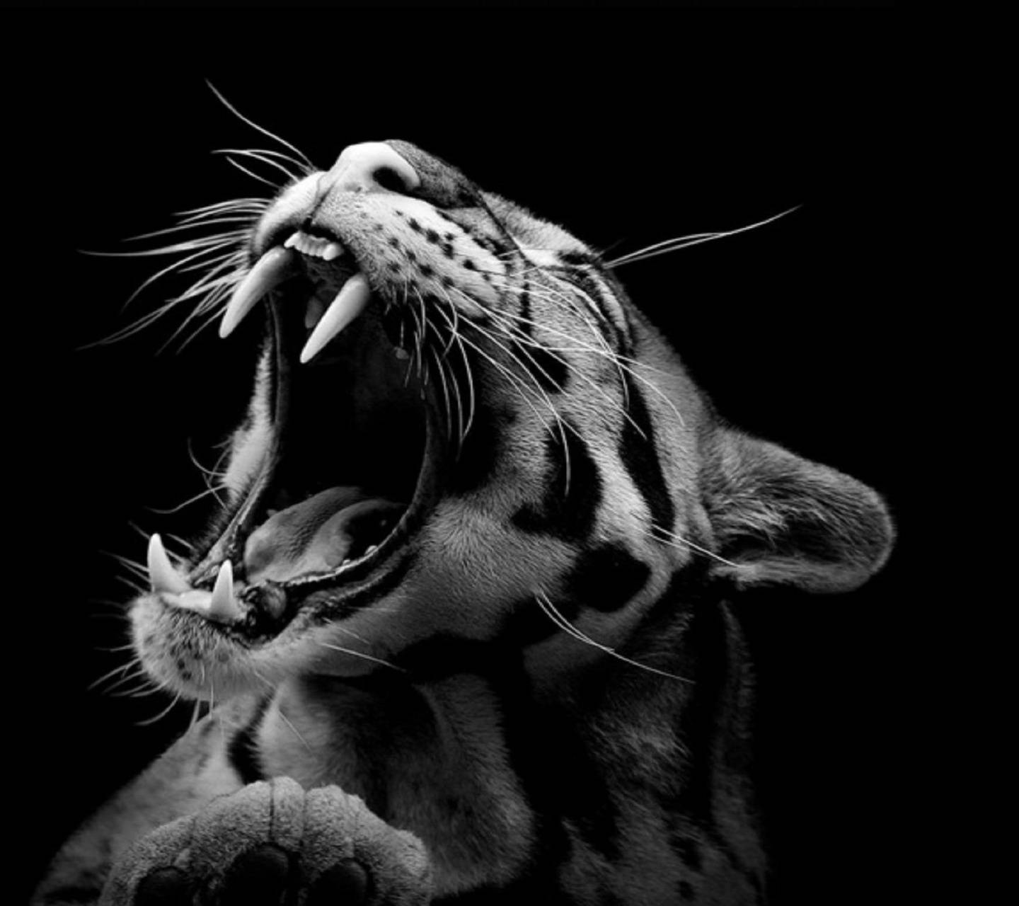 1440x1280 Clouded Leopard wallpaper