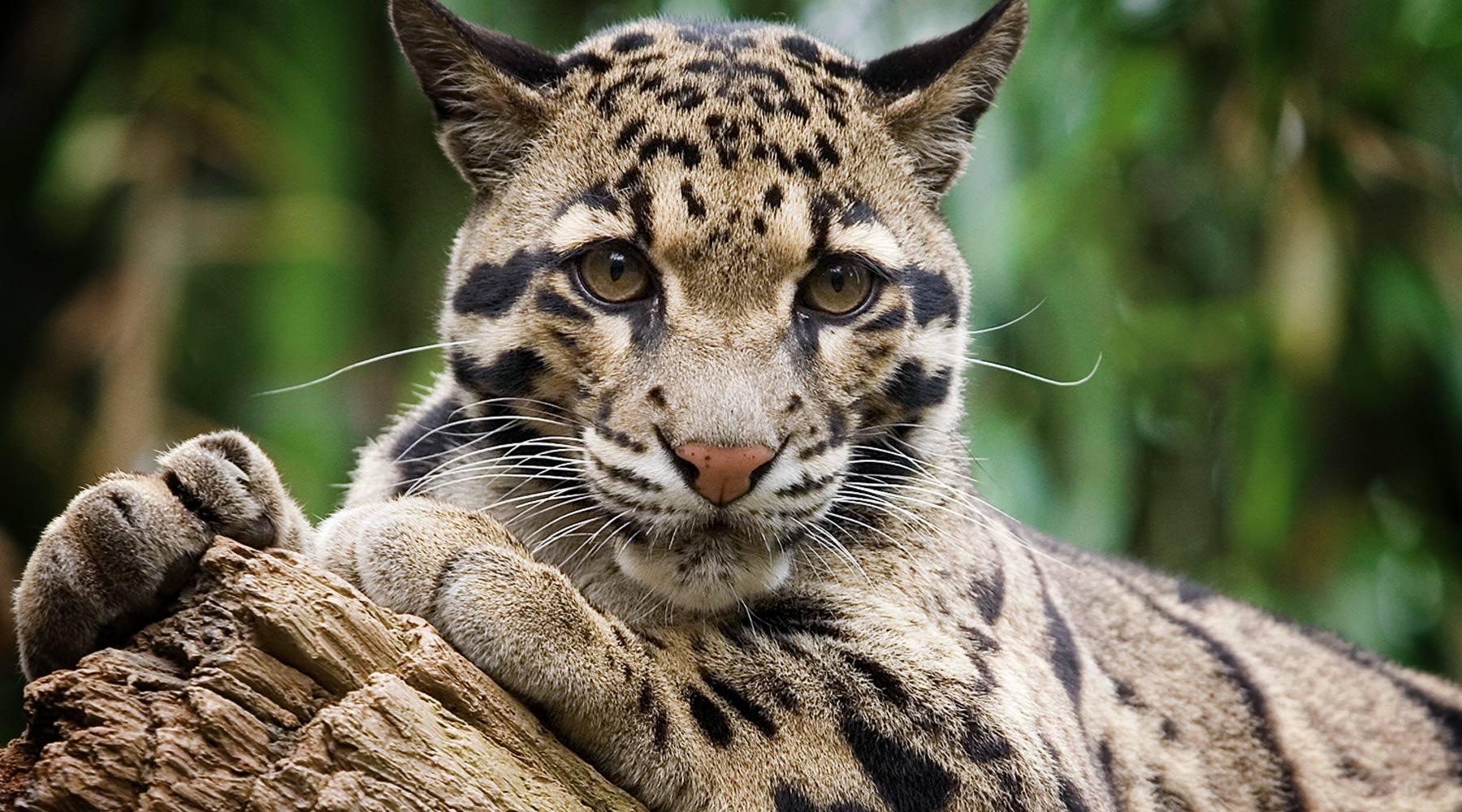 clouded-leopard-wallpapers-top-free-clouded-leopard-backgrounds