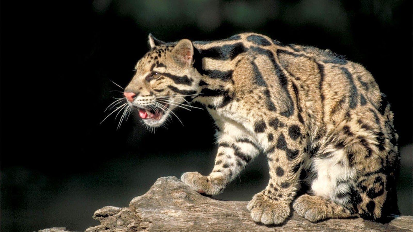 1600x900 Fun Animals Wiki, Videos, Picture, Stories: Clouded Leopard