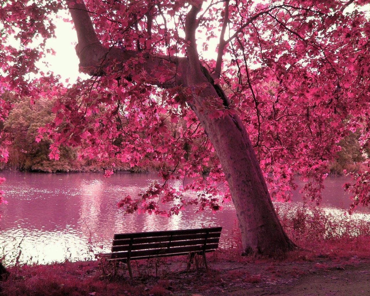 1280x1024 Free download Beautiful Pink Wallpaper [1280x1024]