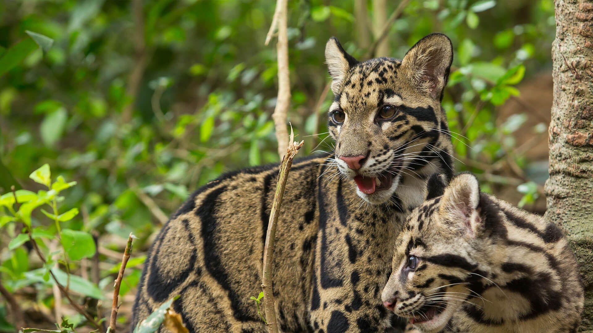 1920x1080 Clouded Leopard. San Diego Zoo Animals & Plants