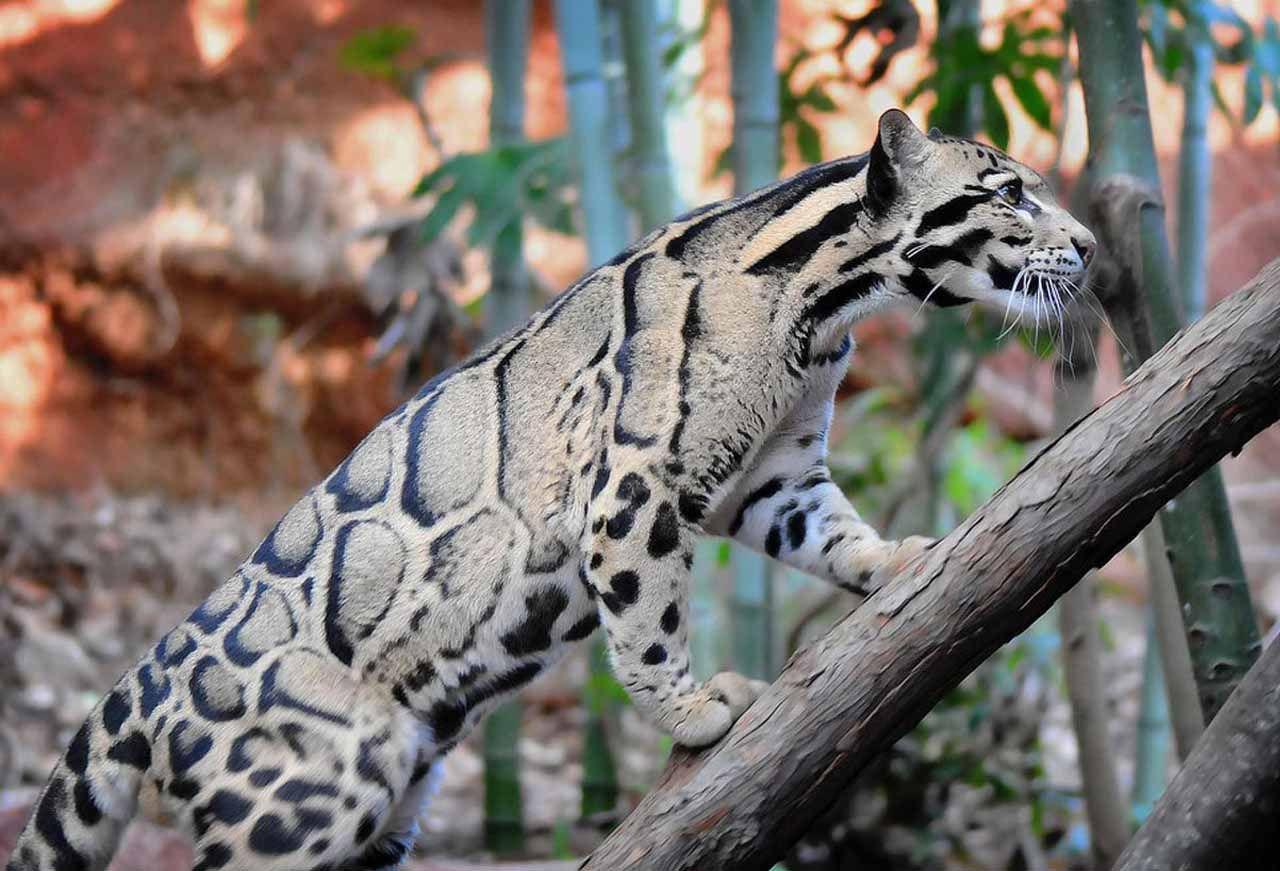 1280x871 Clouded Leopard Latest HD Wallpaper Free Download. HD Free. Clouded leopard, Animals beautiful, Rare animals