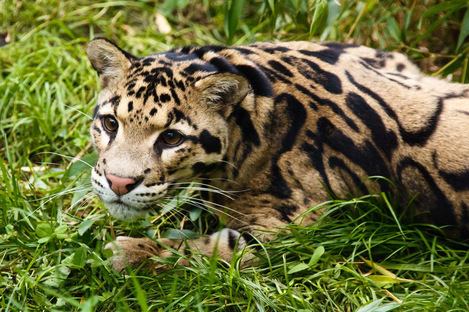 1920x1280 Clouded Leopard Free Domain Picture