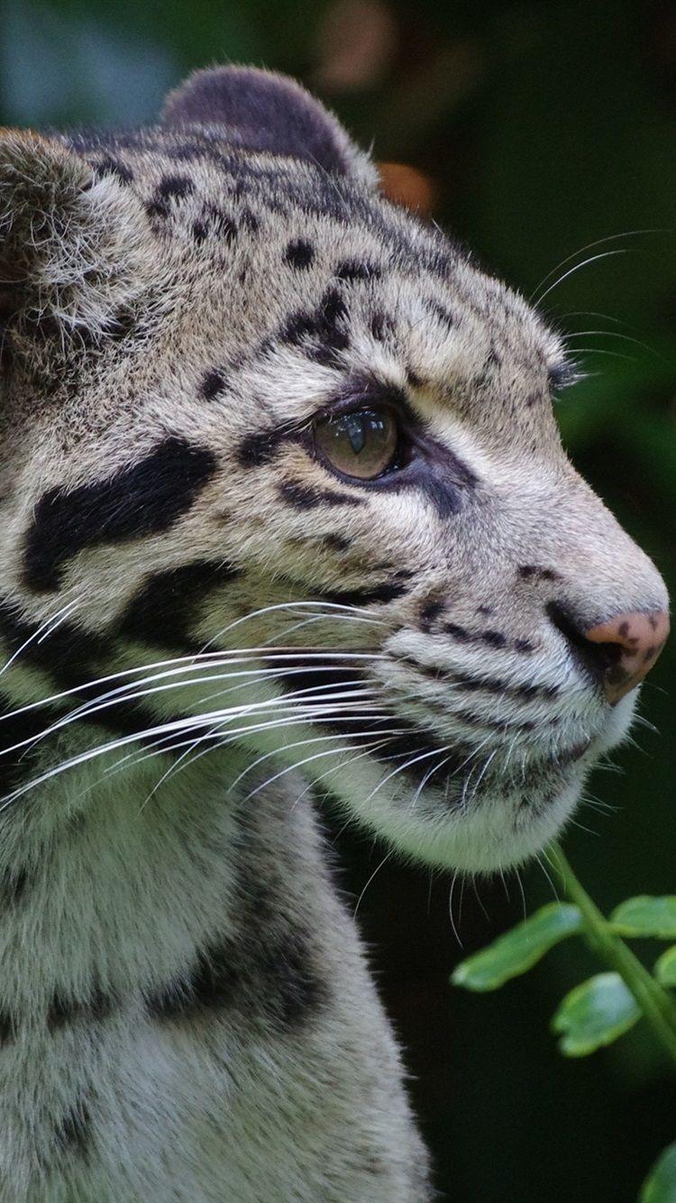 750x1334 Wallpaper Clouded leopard, wild cat, predator 2560x1600 HD Picture, Image