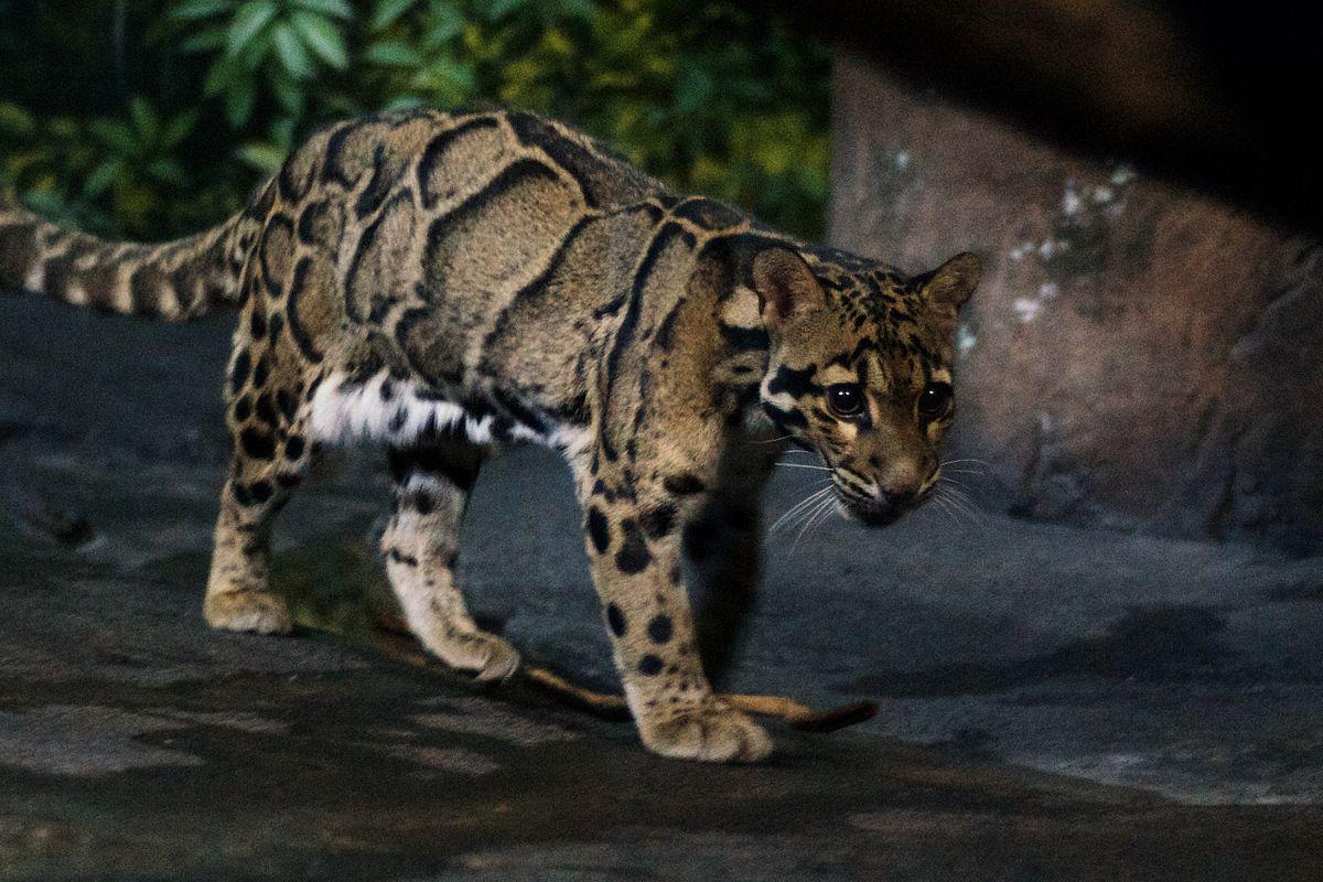 Clouded leopard wallpapers top free clouded leopard backgrounds