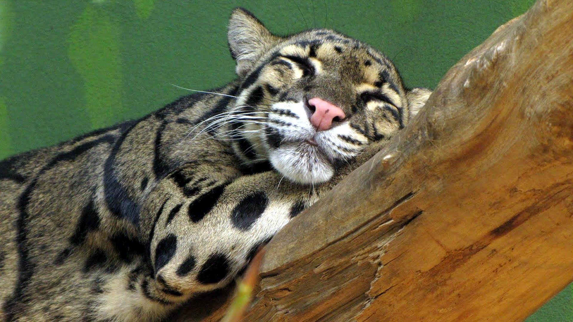 Clouded Leopard Wallpapers - Top Free Clouded Leopard Backgrounds ...