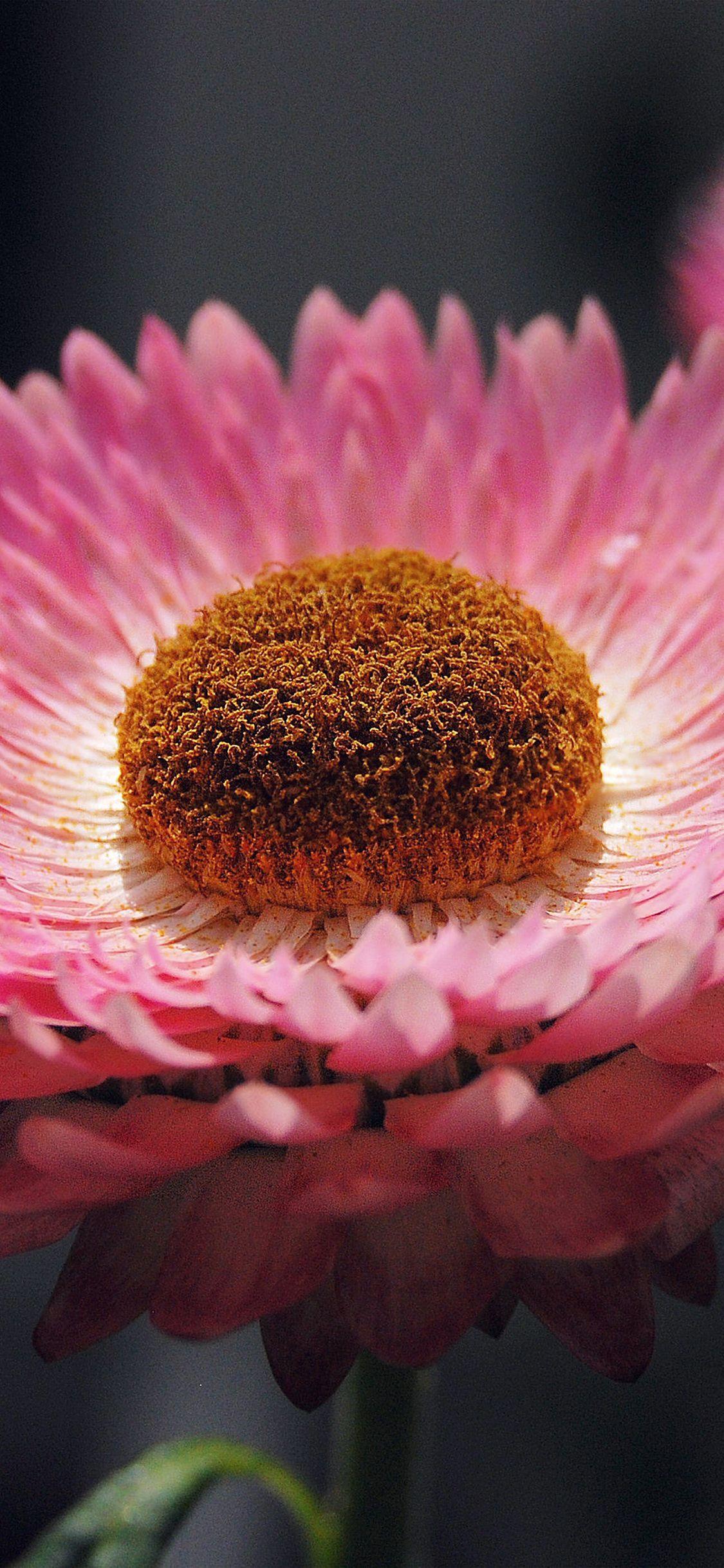 1125x2436 Bokeh Flower Pink Nature Beautiful Wallpaper
