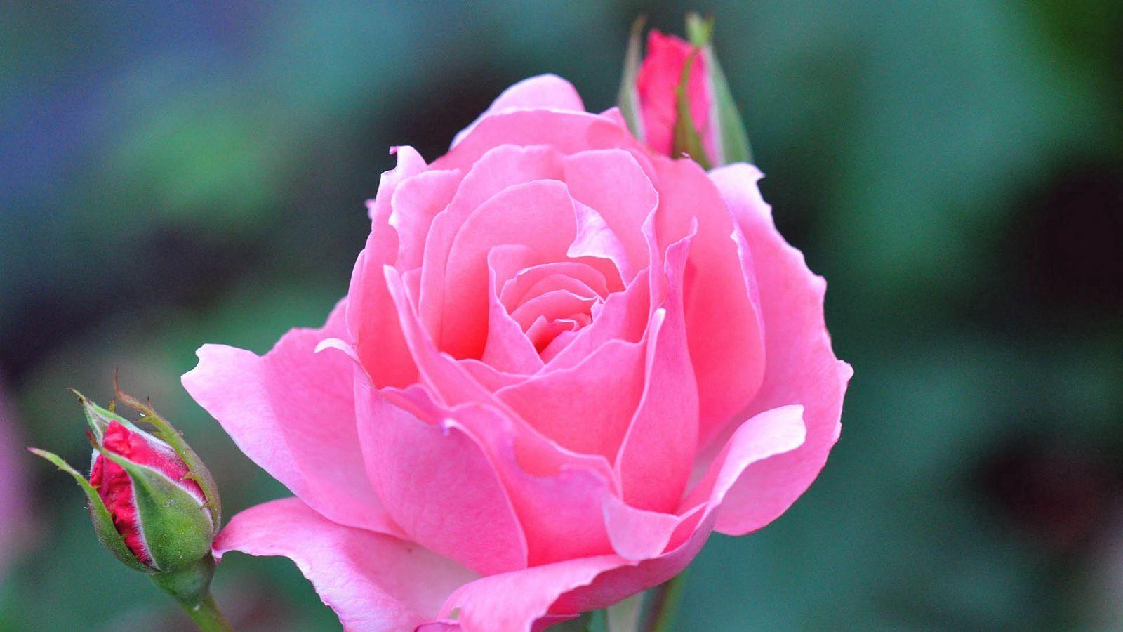 1600x900 Download wallpaper 1600x900 rose, beautiful, pink widescreen 16:9
