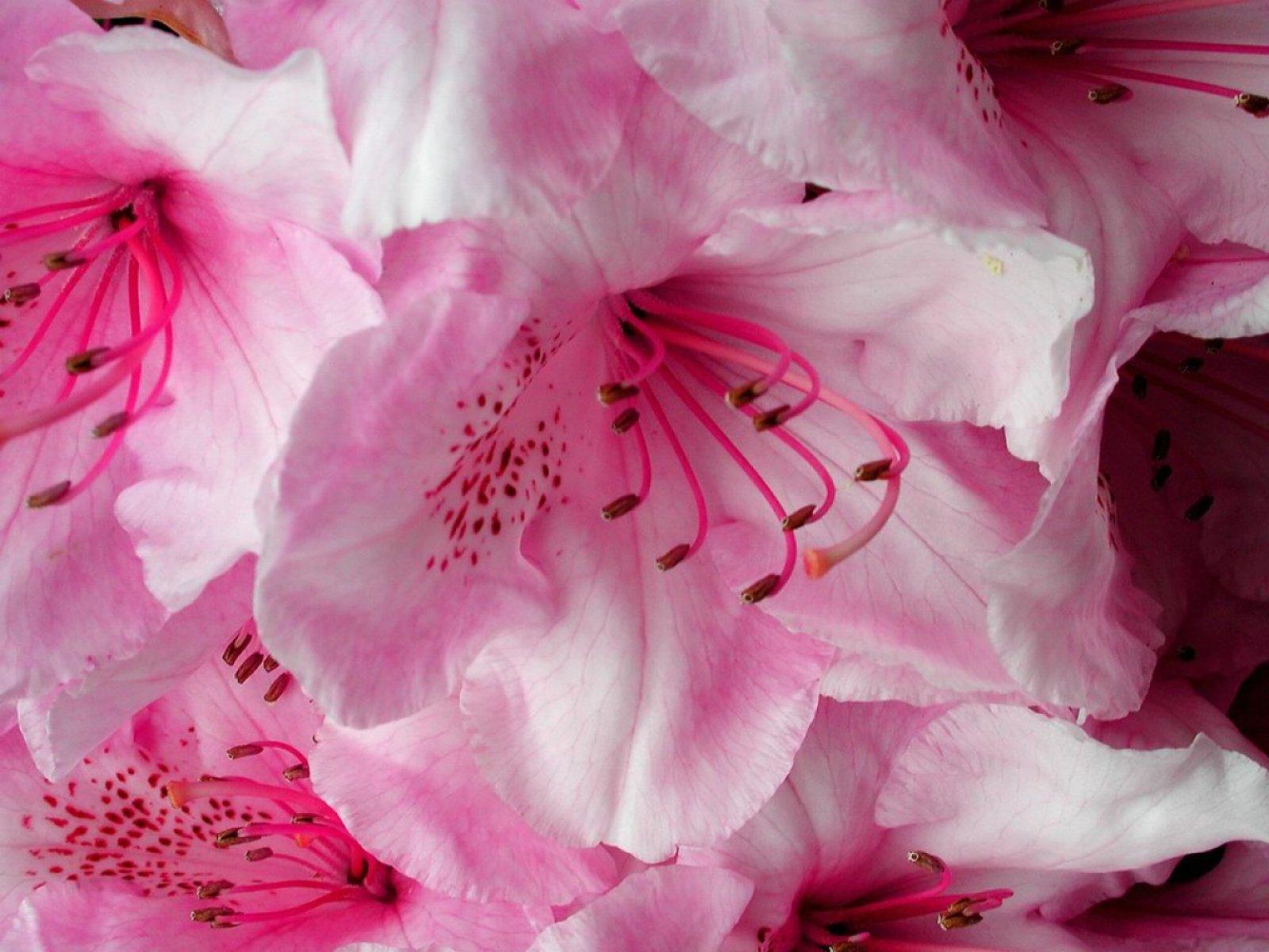 1600x1200 Free Beautiful pink flower petals, Flowers and Nature computer