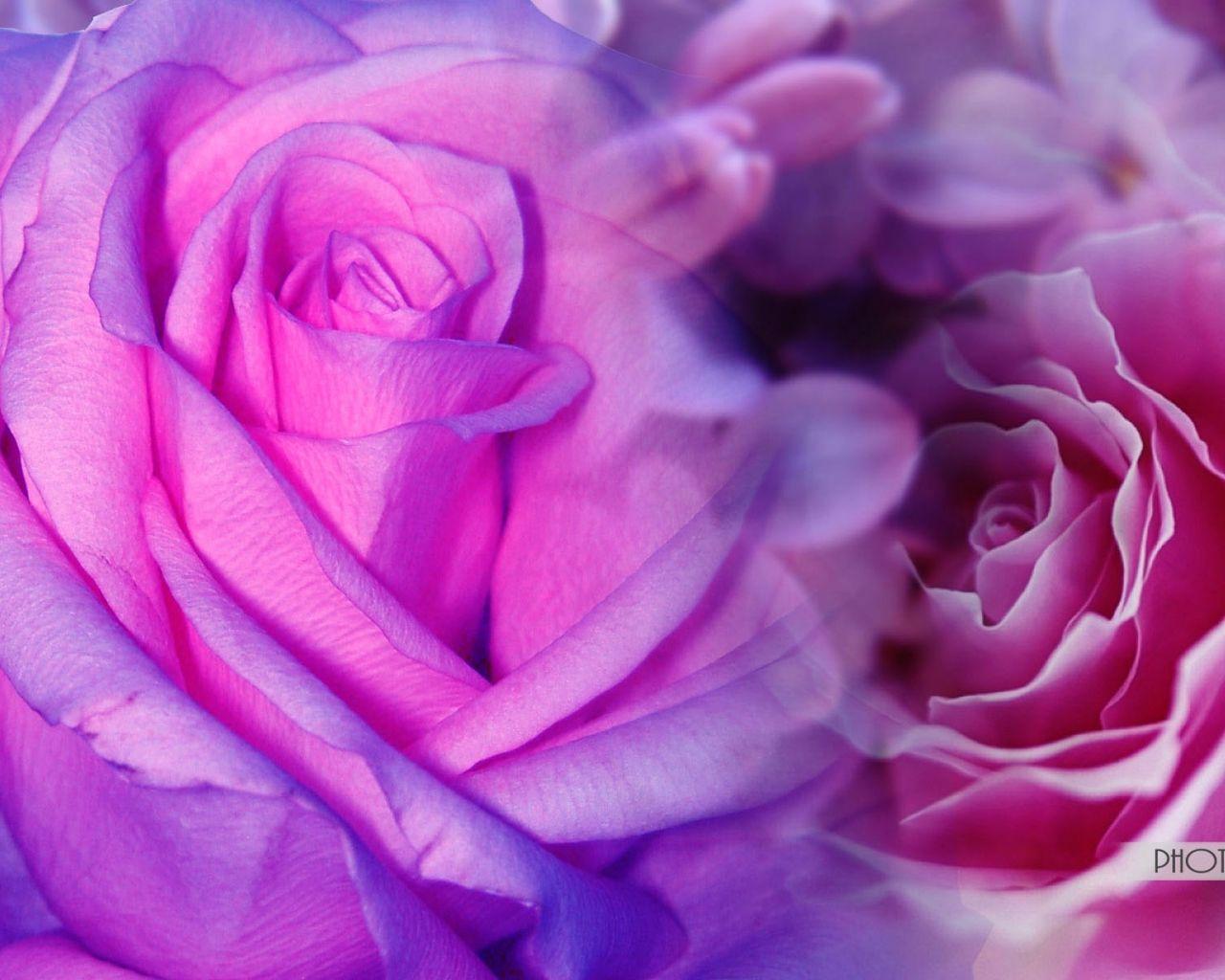 Green and Purple Flowers Wallpapers Top Free Green and Purple Flowers Backgrounds