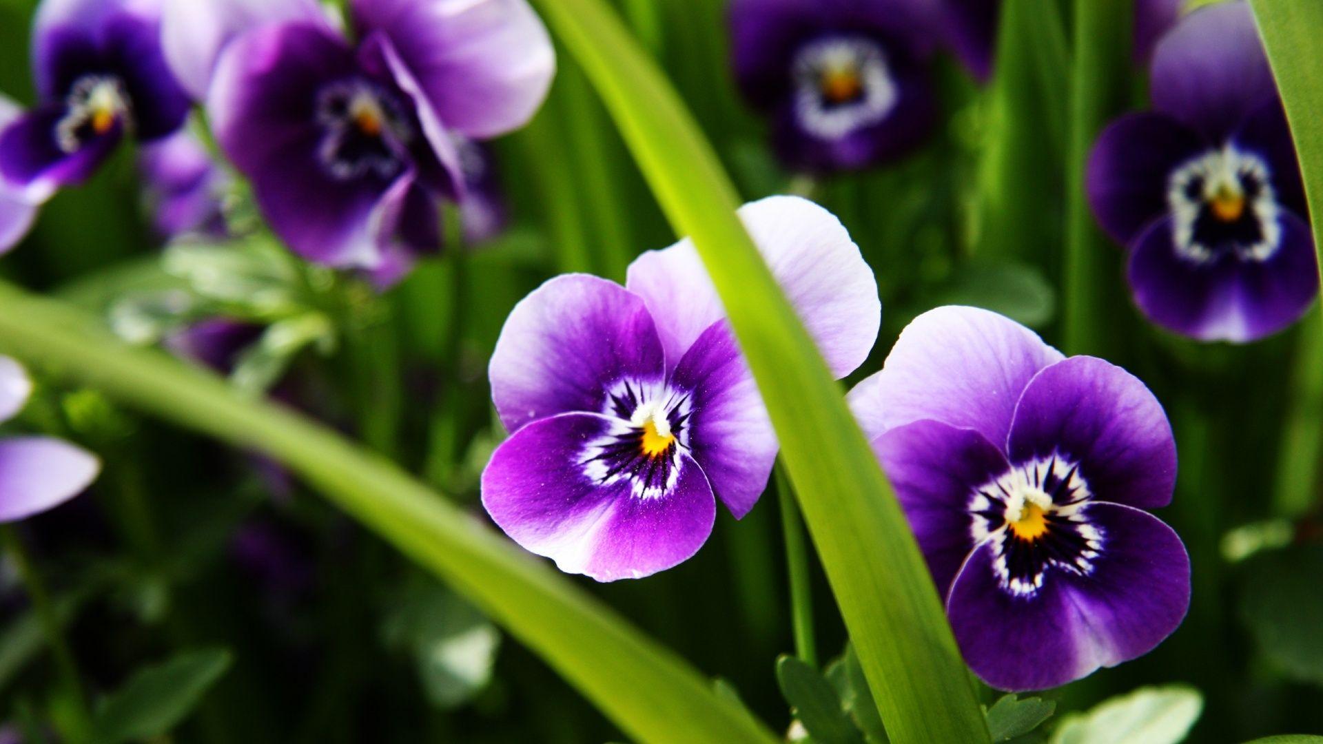 1920x1080 Wallpaper for Desktop Purple Flowers