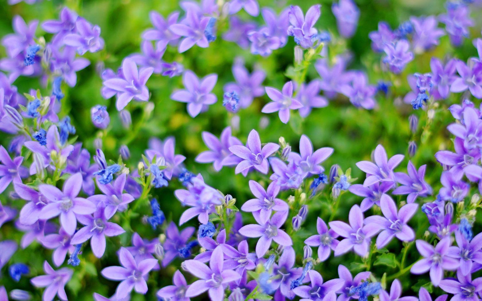 1680x1050 Small Picture Of Flowers. Small blue and purple flowers 1680x1050 wallpaper download. Small purple flowers, Purple flowers, Purple flowers wallpaper