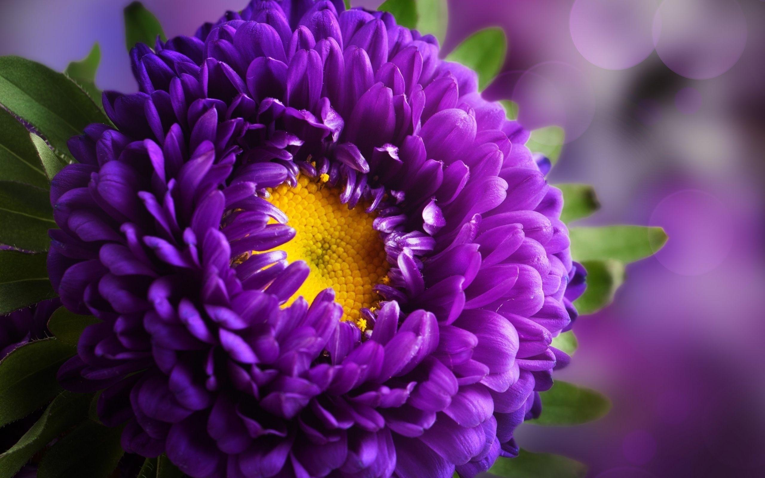 2560x1600 Purple Flower HD Wallpaper