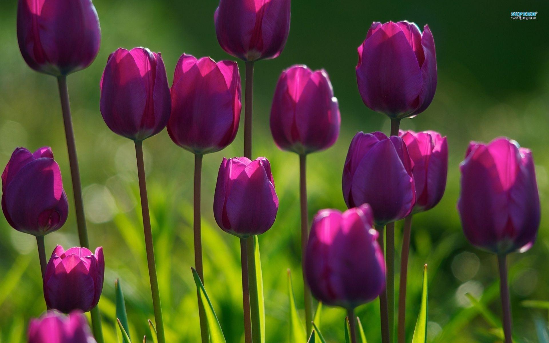 1920x1200 Tulips Purple Flowers wallpaperx1200