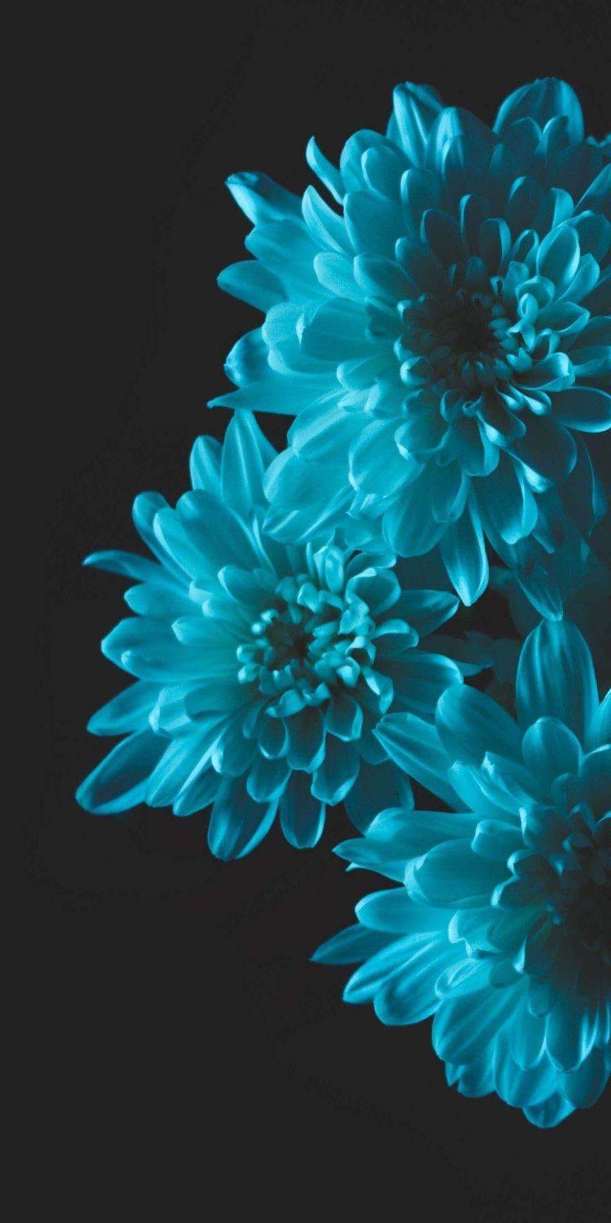 864x1728 Black background wallpaper. Flower iphone wallpaper, Flower phone wallpaper, Flower wallpaper