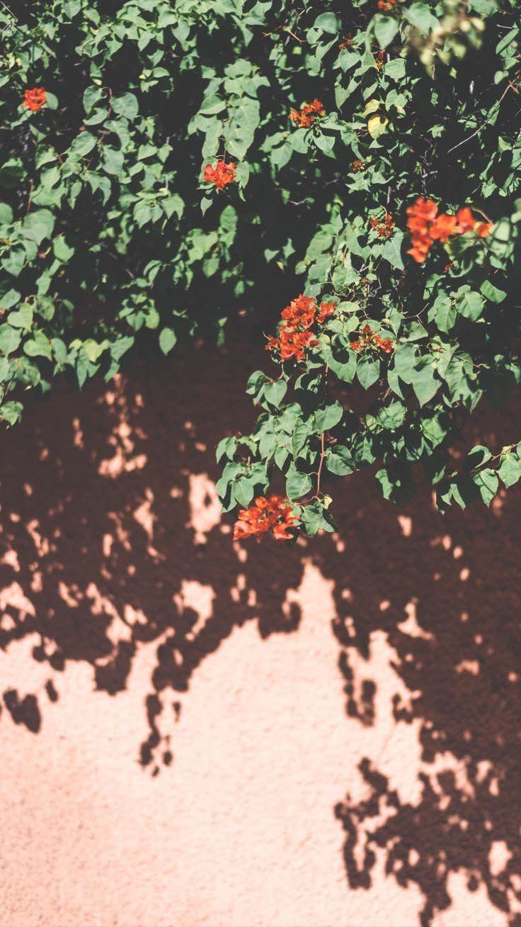 736x1308 Cute Simple Floral Cute Simple Wallpaper For iPhone
