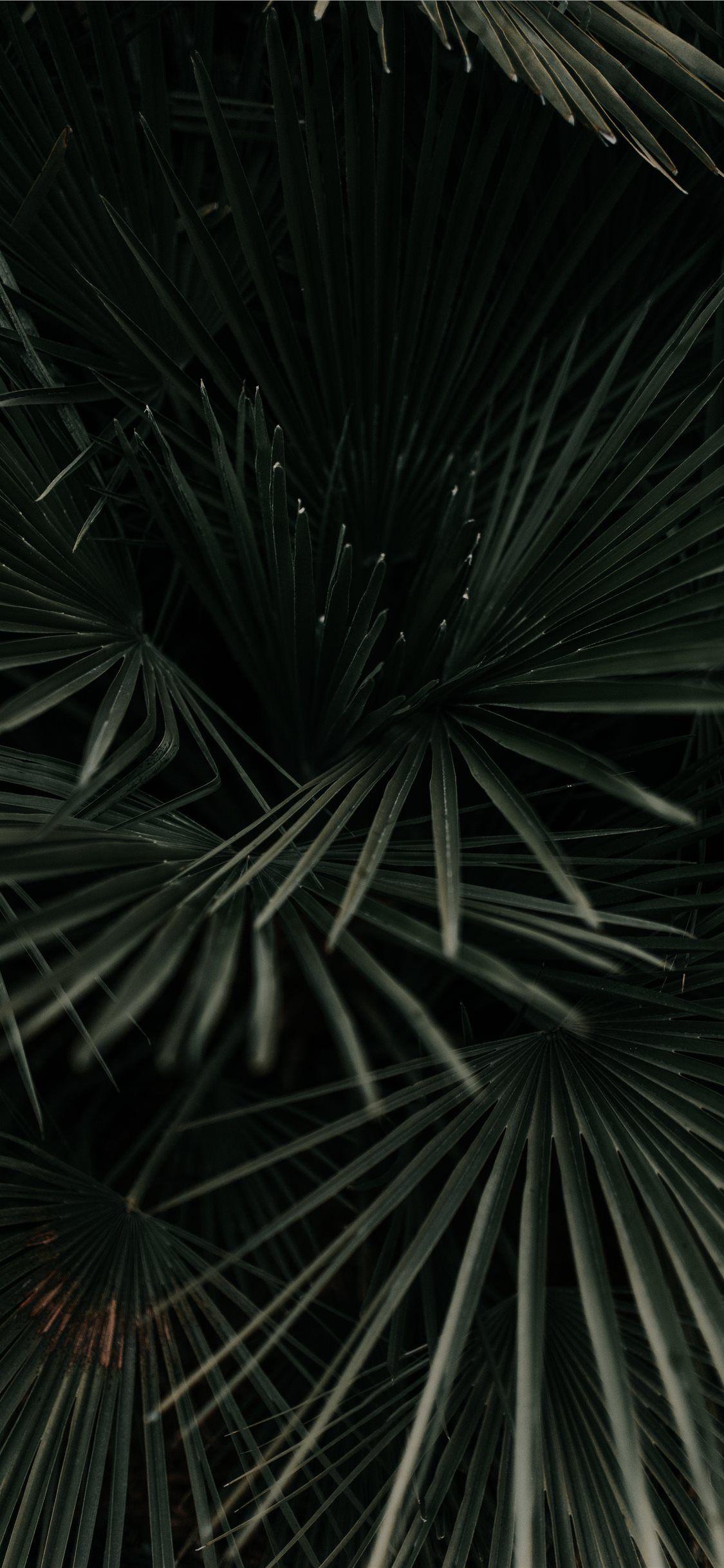 1125x2436 grayscale photography of leaves iPhone 11 Wallpaper Free Download