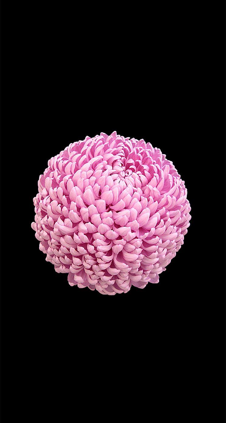 744x1392 iOS 8 style flowers wallpaper for iPhone