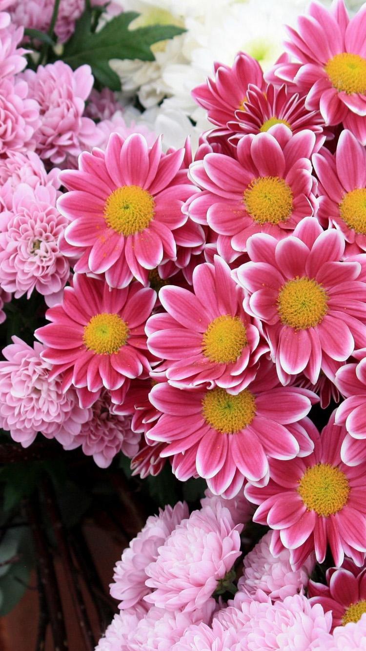 750x1334 4W28O28 IPhone 6 Plus Flower Wallpaper 750x1334