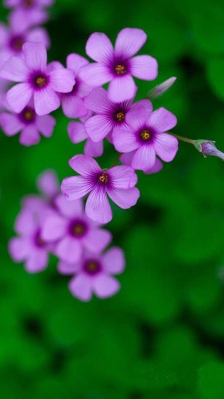 750x1334 iPhone Flower Background