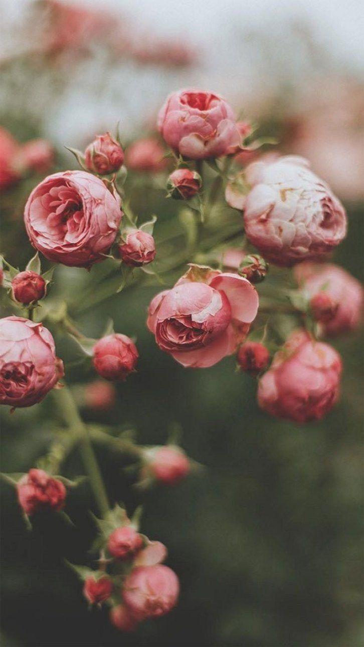 726x1291 Beautiful flower iPhone wallpaper Wallpaper, iPhone